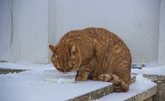 Рыжий кот: буква М на лбу — генетическая случайность или божественная печать? Всё о кото-чуде Рыжий кот: буква М на лбу — генетическая случайность или божественная печать? Всё о кото-чуде