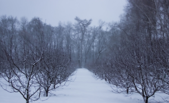 Почему это нужно сделать в конце февраля, а не в мае: секрет здорового сада — успейте обработать Почему это нужно сделать в конце февраля, а не в мае: секрет здорового сада — успейте обработать
