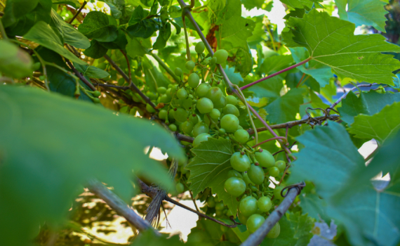 До сокодвижения лозы или никогда: обрезка винограда в марте решит всё — расчёт почек и не только До сокодвижения лозы или никогда: обрезка винограда в марте решит всё — расчёт почек и не только